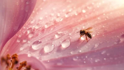 Bee Pick Up Lines